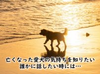 亡くなった愛犬の気持ちを知りたい